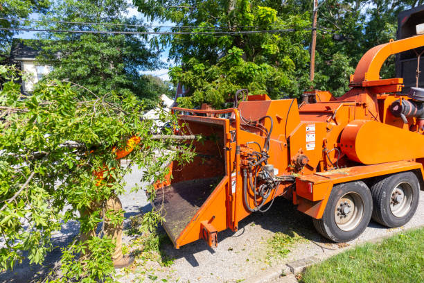 Tree Health Inspection in Guerneville, CA